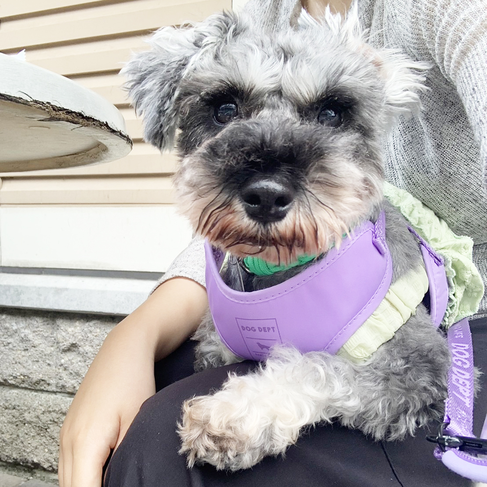 卒業犬ラムちゃんの近況☆
